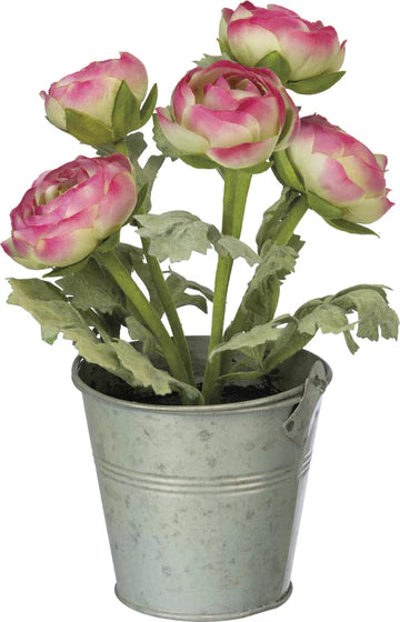 Planter - Pink Ranunculus