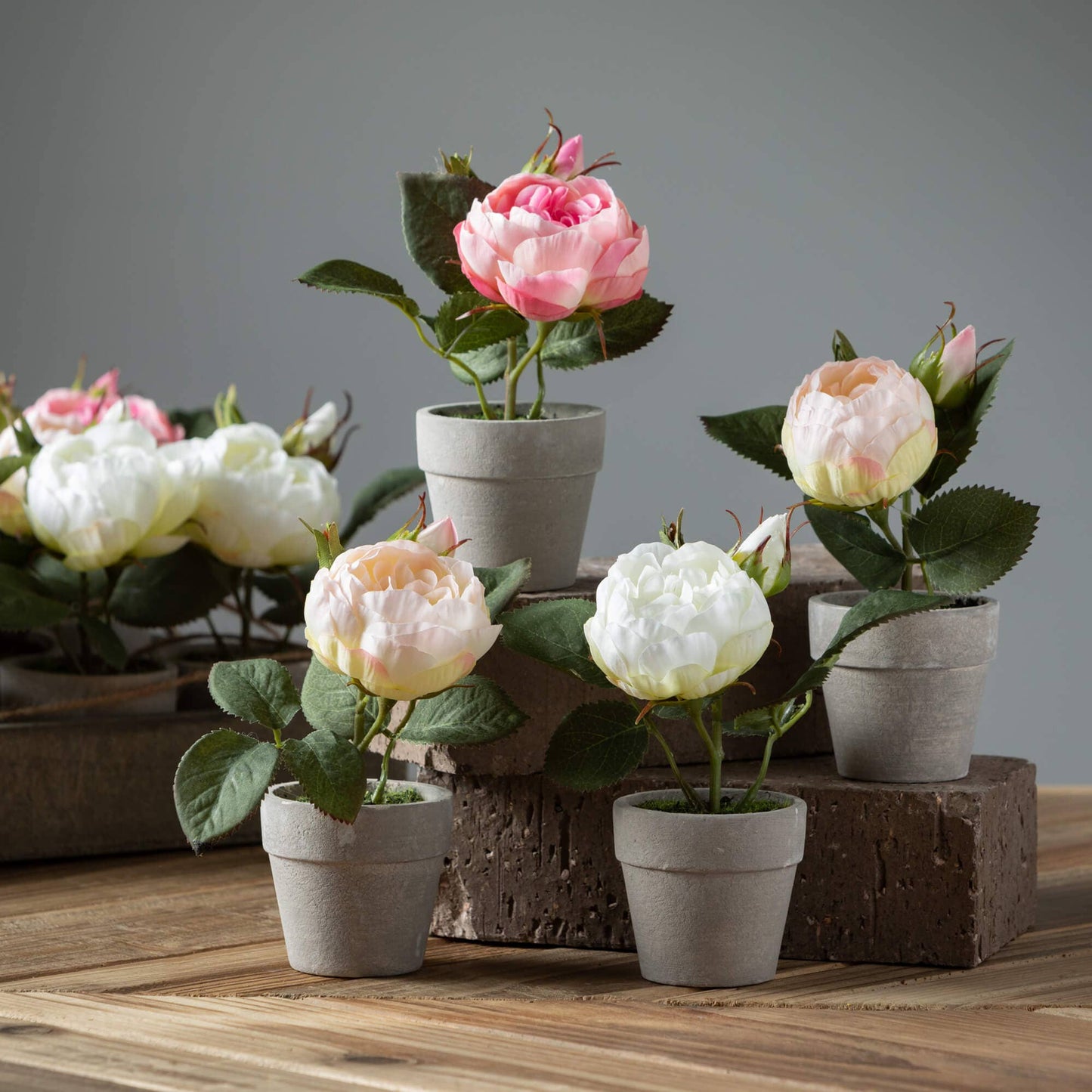 Sweet Potted Pink Rose