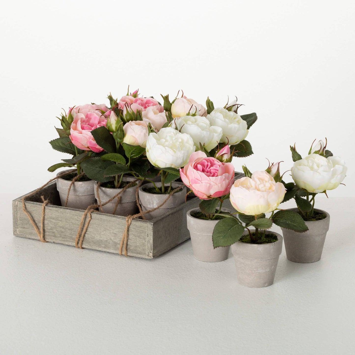 Sweet Potted Pink Rose