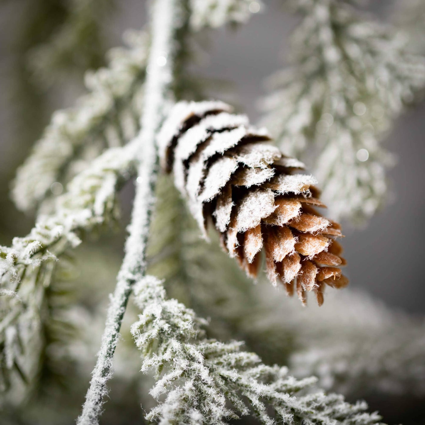 FROSTED WINTER PINE BRANCH