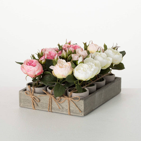Sweet Potted Pink Rose
