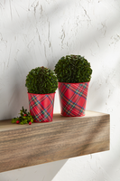 SMALL BOXWOOD TARTAN POT