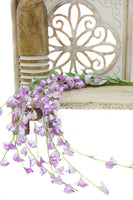 Lavender Hanging Wisteria  4ft